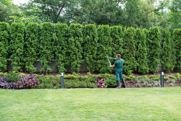 Best Tree Trimming and Pruning  in Stony Point, NC